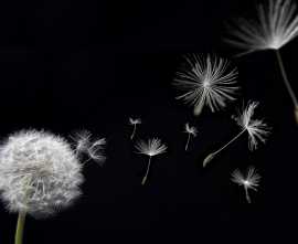 Плитка Taraxacum Артвалентто