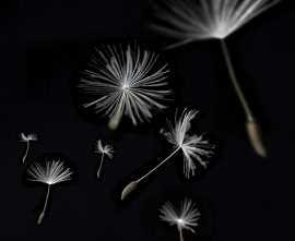 Плитка Декор Taraxacum 2 10х10