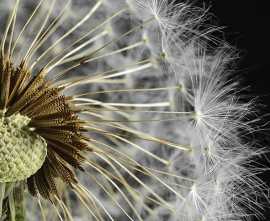 Плитка Декор Taraxacum 3 10х10