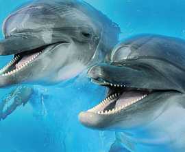 Плитка Porto Dolphins 2 centro 25x60