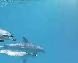 Плитка Porto Dolphins 1 centro 25x60