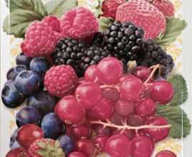 Плитка Decorado Multi Frutti Pano 30x30