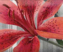 Плитка Monocolor Mix Flowers RBW 7.5х15