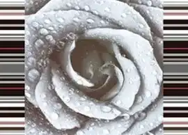 Плитка DECOR ROSE 02 15X45