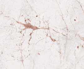 Керамогранит Sonata White Glossy 60х120