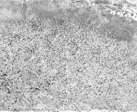 Клинкерная плитка Veria серый 245x65